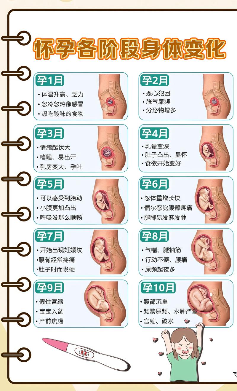 揭秘供卵代孕妈妈怀孕小腹分两节，孕期变化的奥秘大渡口代生机构: